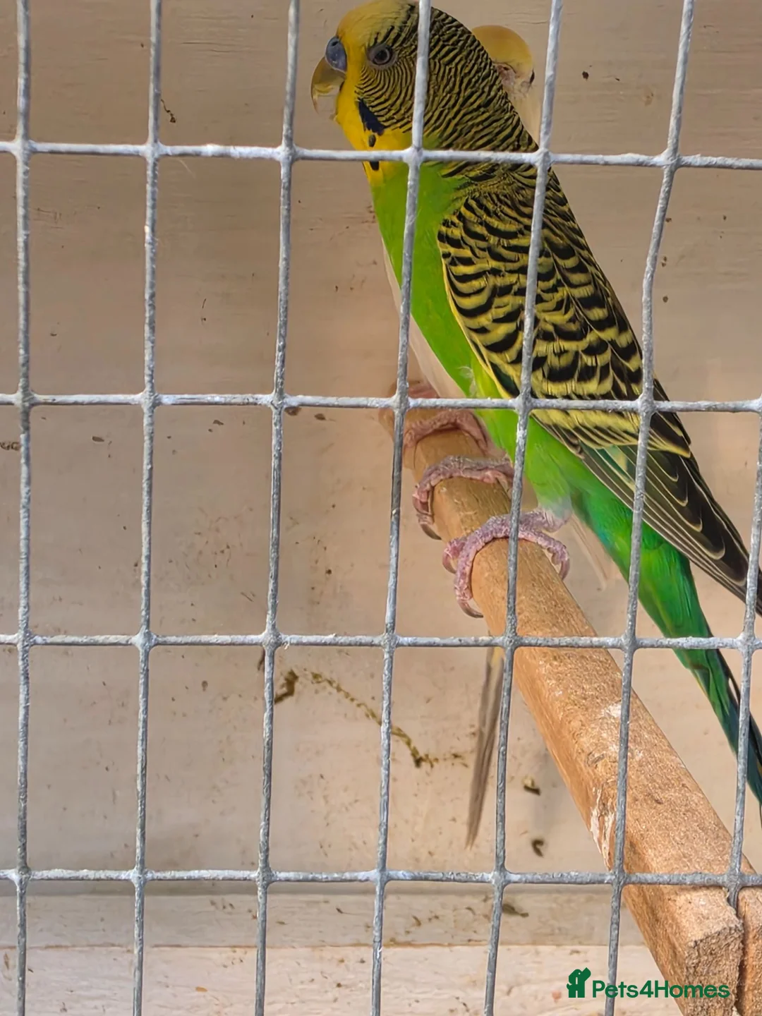 Budgerigars birds for sale: Beautiful budgies pair - Advert 2