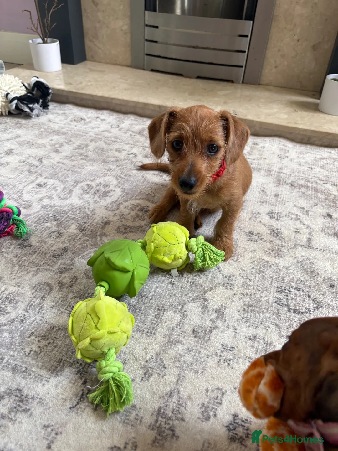 Mixed Breed dogs for sale: Gorgeous Daxiepoos  - Advert 8