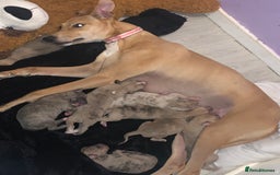 Lurcher dogs for sale: Lurcher pups  - Image 6