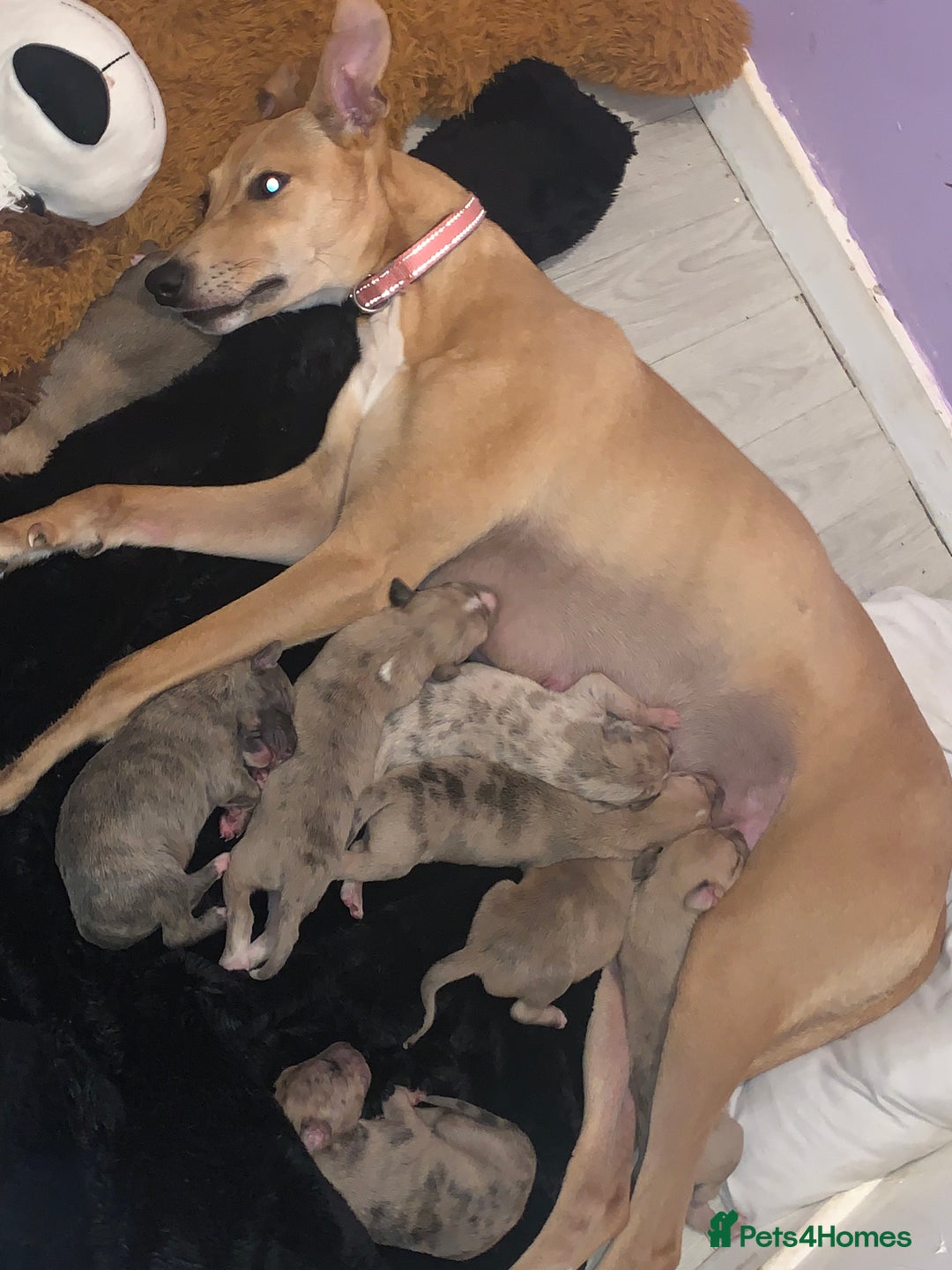 Lurcher dogs for sale: Lurcher pups  - Image 6