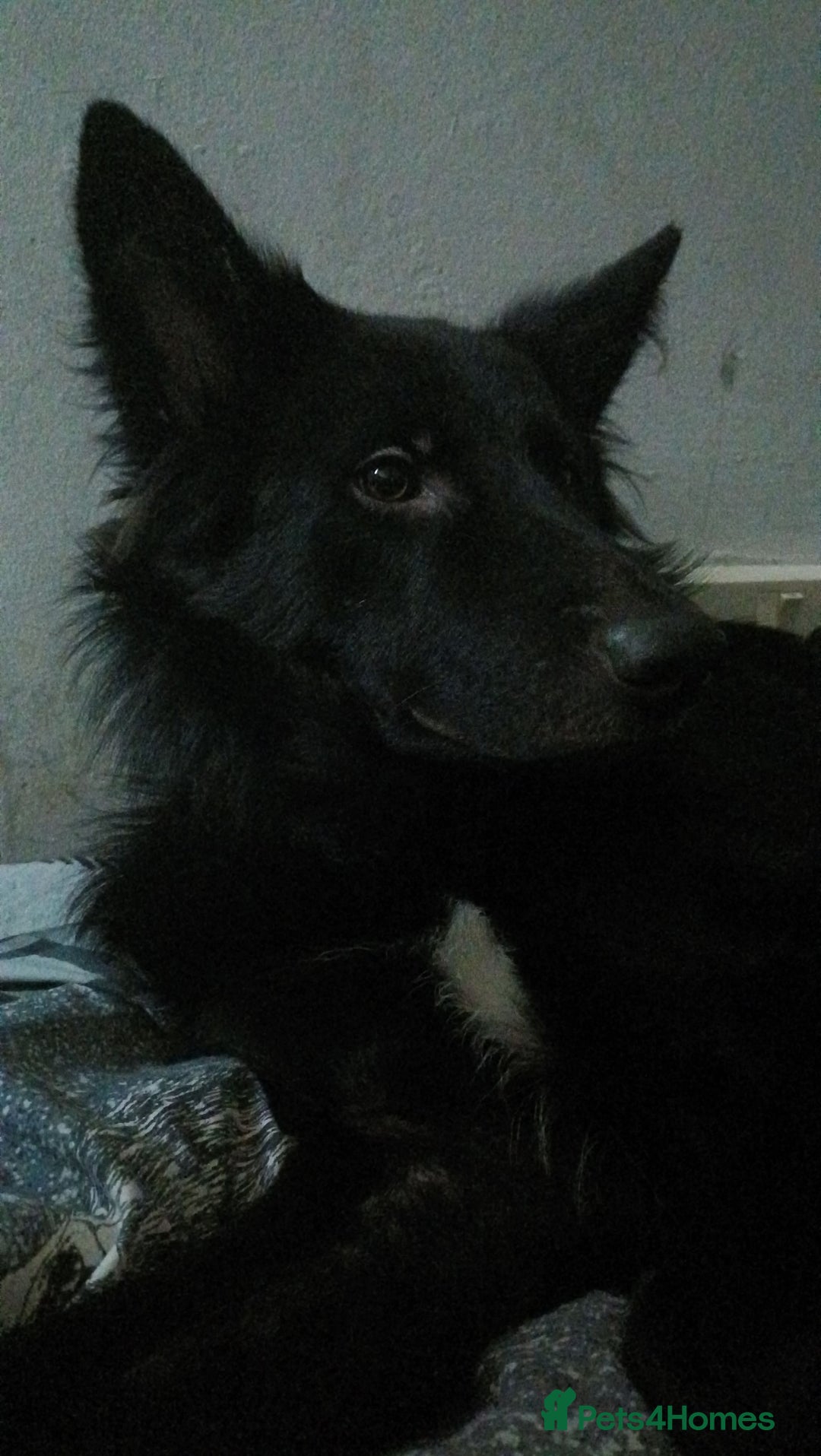 Mixed Breed dogs for sale: Beautiful male buster  - Advert 20