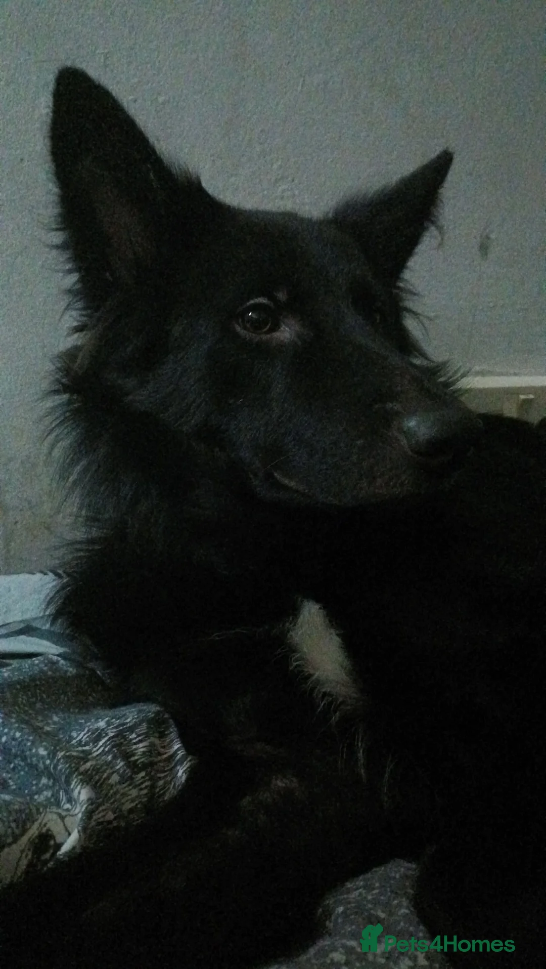 Mixed Breed dogs for sale: Beautiful male buster  - Advert 20