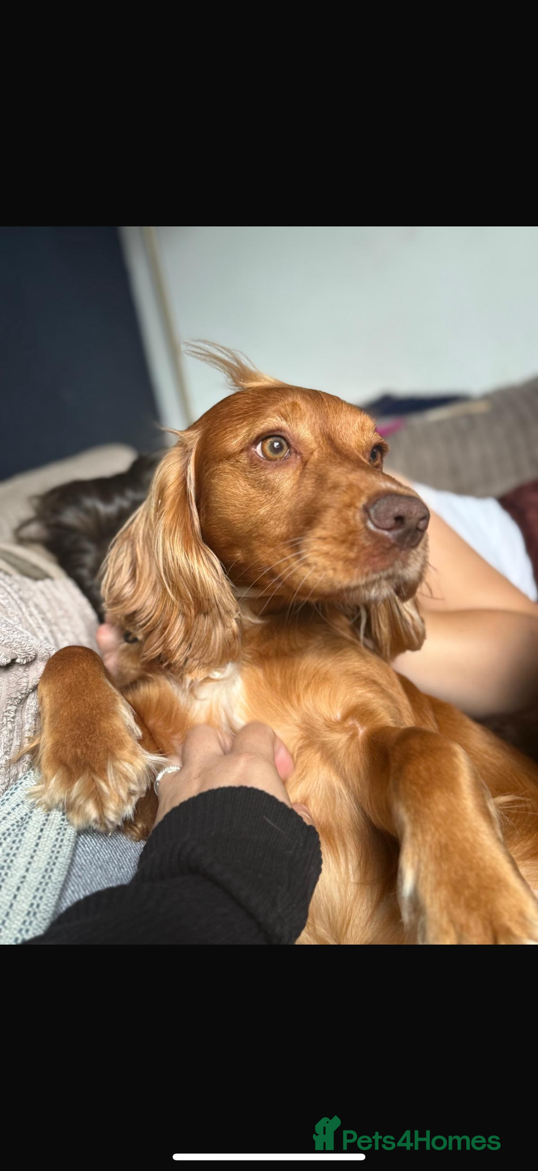 Cocker Spaniel dogs for sale: Cocker spaniel puppies  - Advert 3