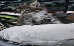 Persian cats for sale: Very beatifull perian kittens - Image 22