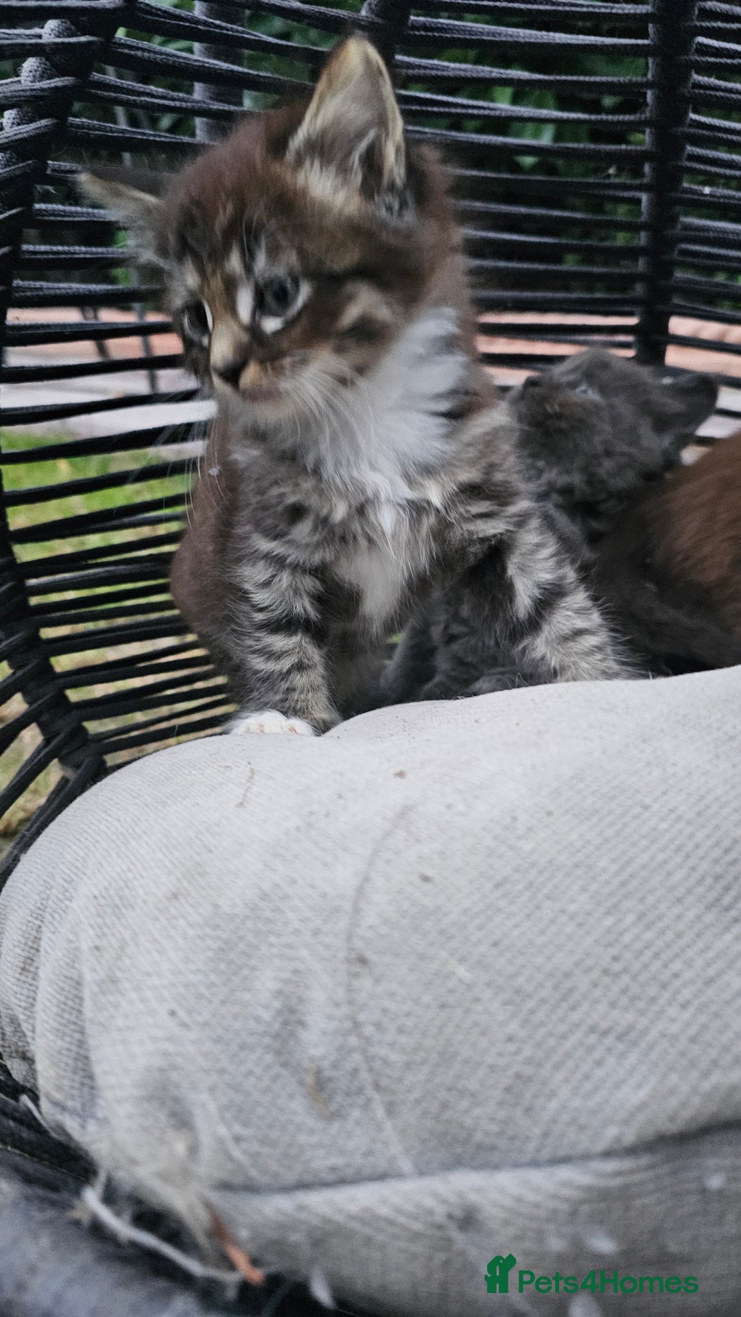 Persian cats for sale: Very beatifull perian kittens - Image 22