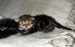 Mixed Breed cats for sale: 4 male kittens ready around 16/10!! - Image 6