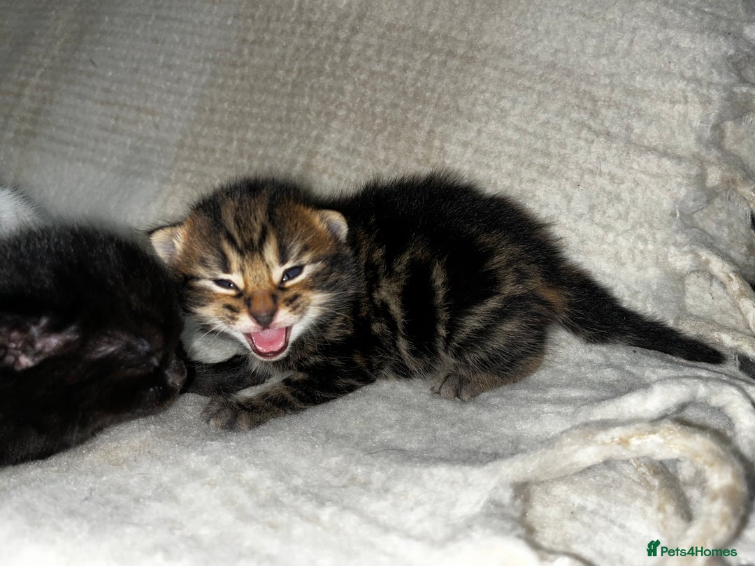 Mixed Breed cats for sale: 4 male kittens ready around 16/10!! - Image 6