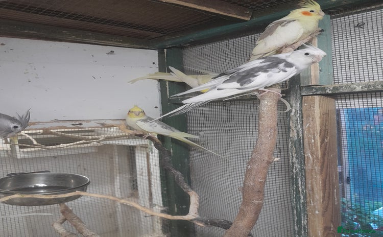 Cockatiels birds - Advert 1