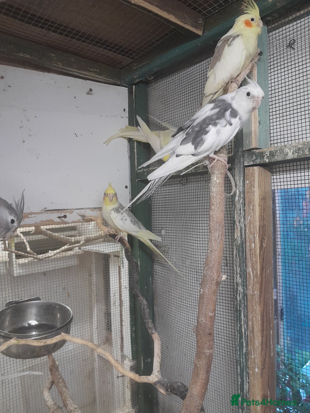 Cockatiels birds for sale:  cockatiels for sale  - Image 1