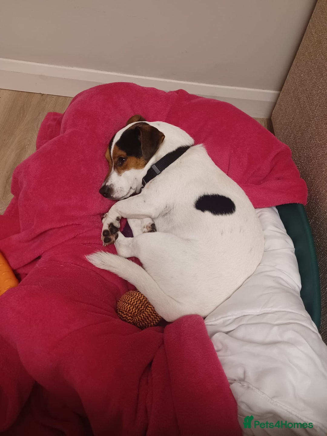 Jack Russell dogs for sale: Mist the Jack Russell - Advert 3