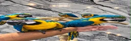 Mixed Breed birds for sale: Stunning Selection Baby HandReared Loving Parrot in Nottingham - Advert 2