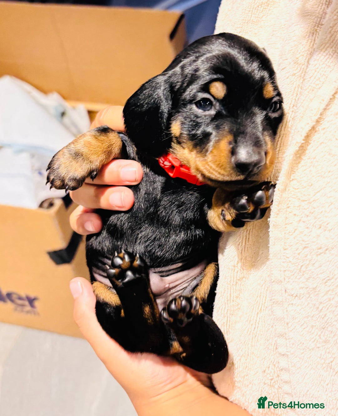 Miniature Dachshund dogs for sale: Black & Tan Minature Dachund - Advert 6