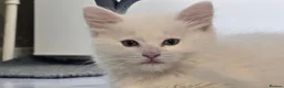 Maine Coon cats for sale: Two sassy females needing a home  - Advert 14