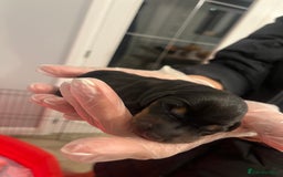 Miniature Dachshund dogs for sale: Adorable Miniature Dachshunds! KC REG, PEDIGREE - Image 7