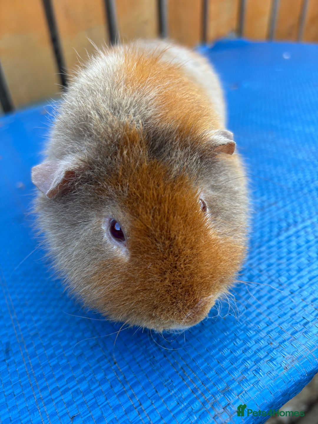 Guinea Pig rodents for sale: 2 boys pared for free - Image 2