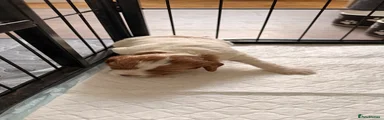 🐾 Blonde Girl – Golden Beauty 🐾
