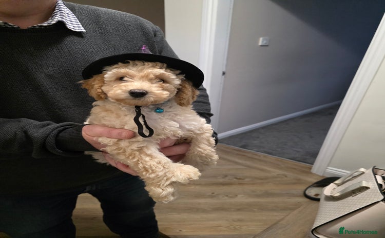 Toy Poodle dogs - Advert 1