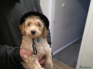 Toy Poodle dogs - Advert 14