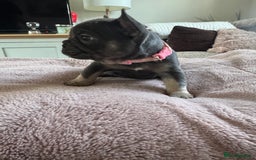 French Bulldog dogs for sale: Beautiful French Bulldog pups 5 girls 1 boy - Image 2