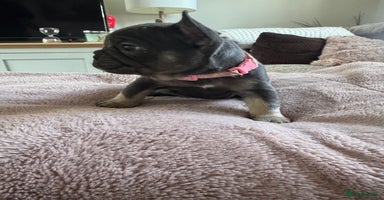 French Bulldog dogs - Advert 8