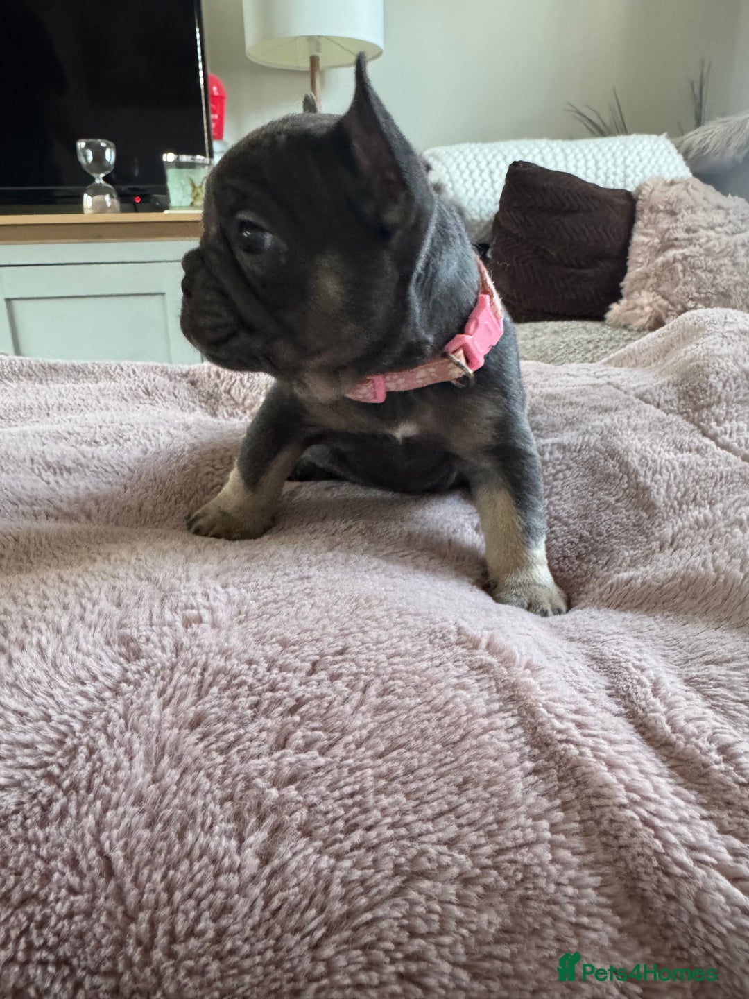 French Bulldog dogs for sale: Beautiful French Bulldog pups 5 girls 1 boy - Image 2