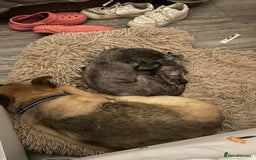 Mixed Breed dogs for adoption: Clint - Norwich Norfolk  - Image 16
