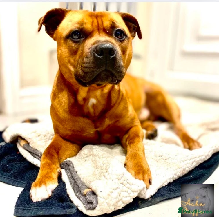 Staffordshire Bull Terrier dogs Champ lines! Proven Red KC Stud:♥️King of Hearts♥️ in Durham - Advert 6