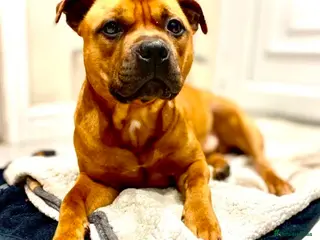 Staffordshire Bull Terrier dogs Champ lines! Proven Red KC Stud:♥️King of Hearts♥️ in Durham - Advert 3