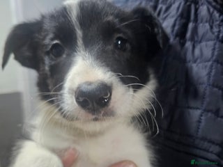 Border Collie dogs Ready NOW - One Border Collie Pup Left - Advert 1