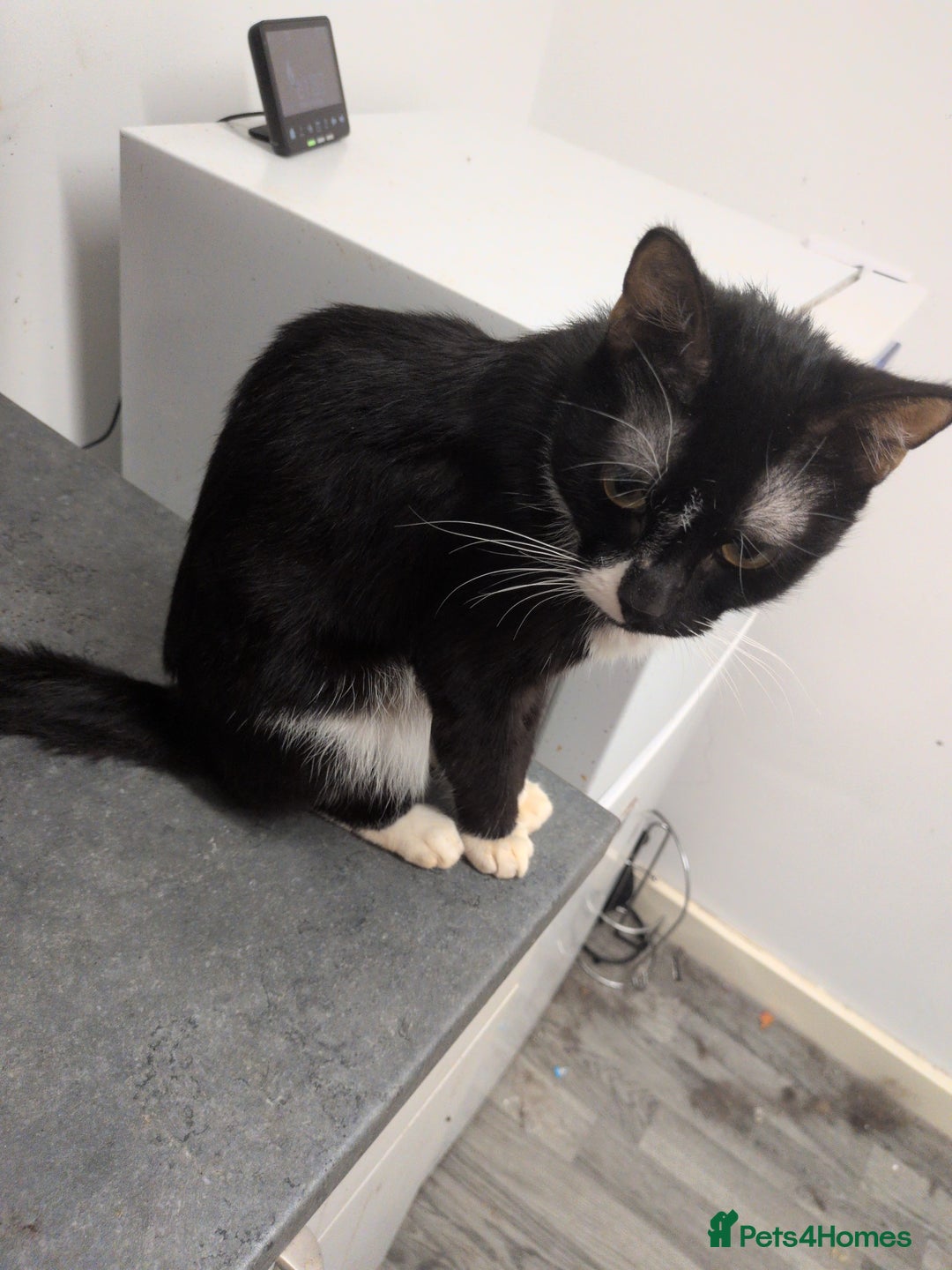 British Shorthair cats for sale: Male Cat  - Advert 2