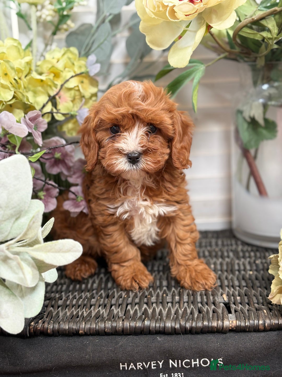 Cavapoo dogs for sale: Health tested TOY CAVAPOOS KC Parents - Image 33