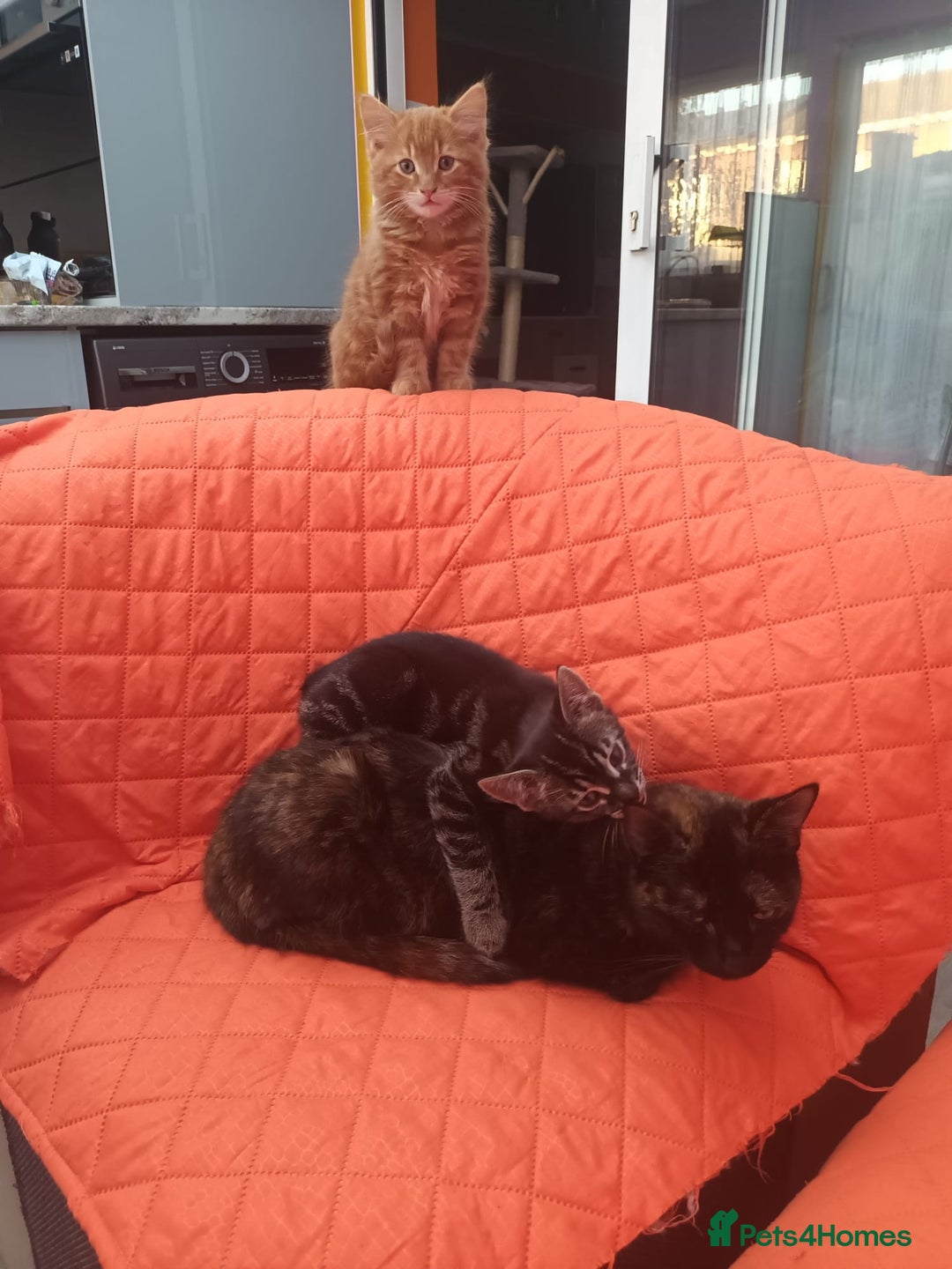 Mixed Breed cats for sale: Adorable kittens  - Advert 5