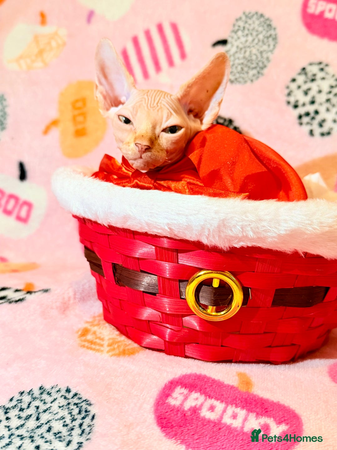 Sphynx cats for sale:  ** ✨ Exquisite Sphynx Kittens  **  - Advert 5