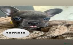 French Bulldog dogs for sale: Adorable 7 week old frenchie puppies - Image 15