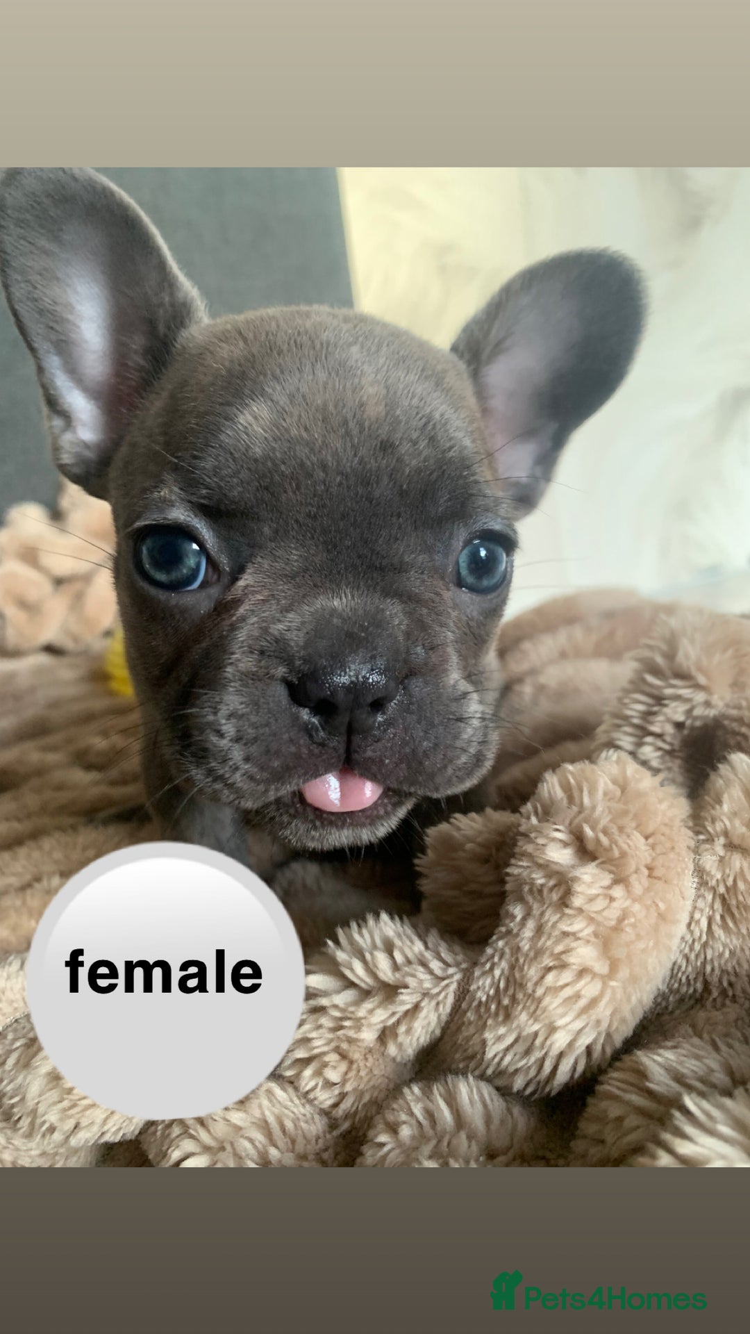 French Bulldog dogs for sale: Adorable 7 week old frenchie puppies - Image 15