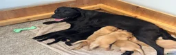 Labrador Retriever dogs for sale: KC Pedigree Labradors for sale  - Advert 21