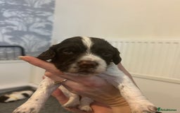 English Springer Spaniel dogs for sale: Adorable Springer Spaniel Puppies - Image 37
