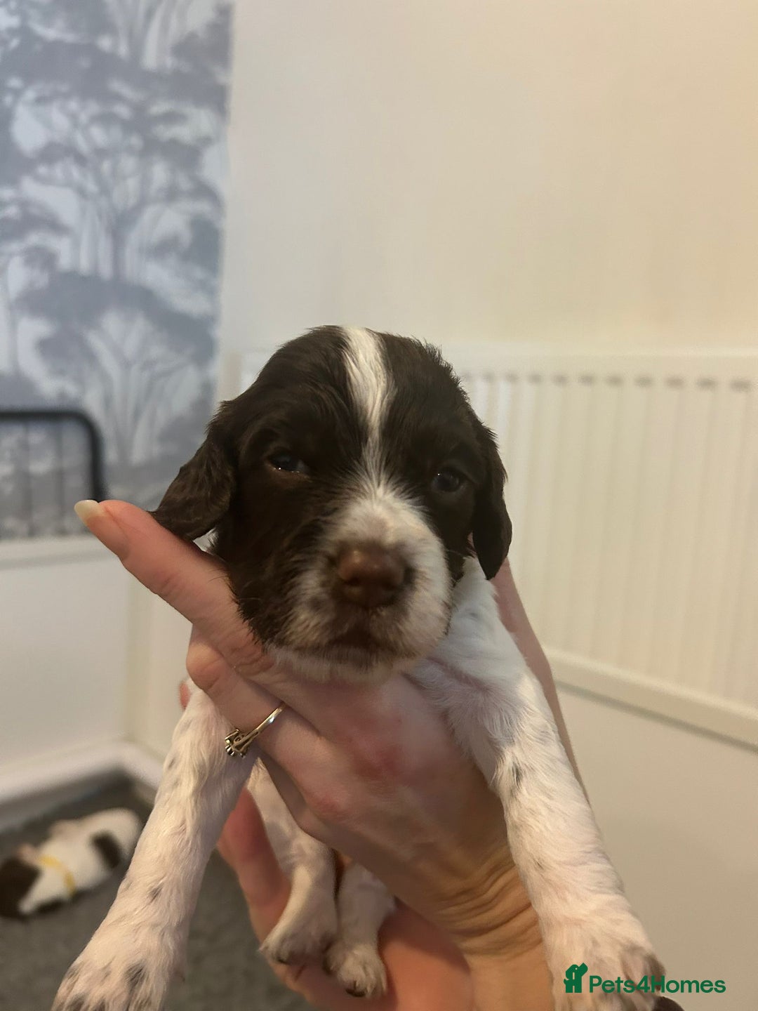 English Springer Spaniel dogs for sale: Adorable Springer Spaniel Puppies - Image 37