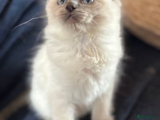 Ragdoll cats - Advert 27