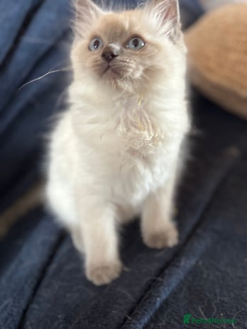 Ragdoll cats - Advert 2