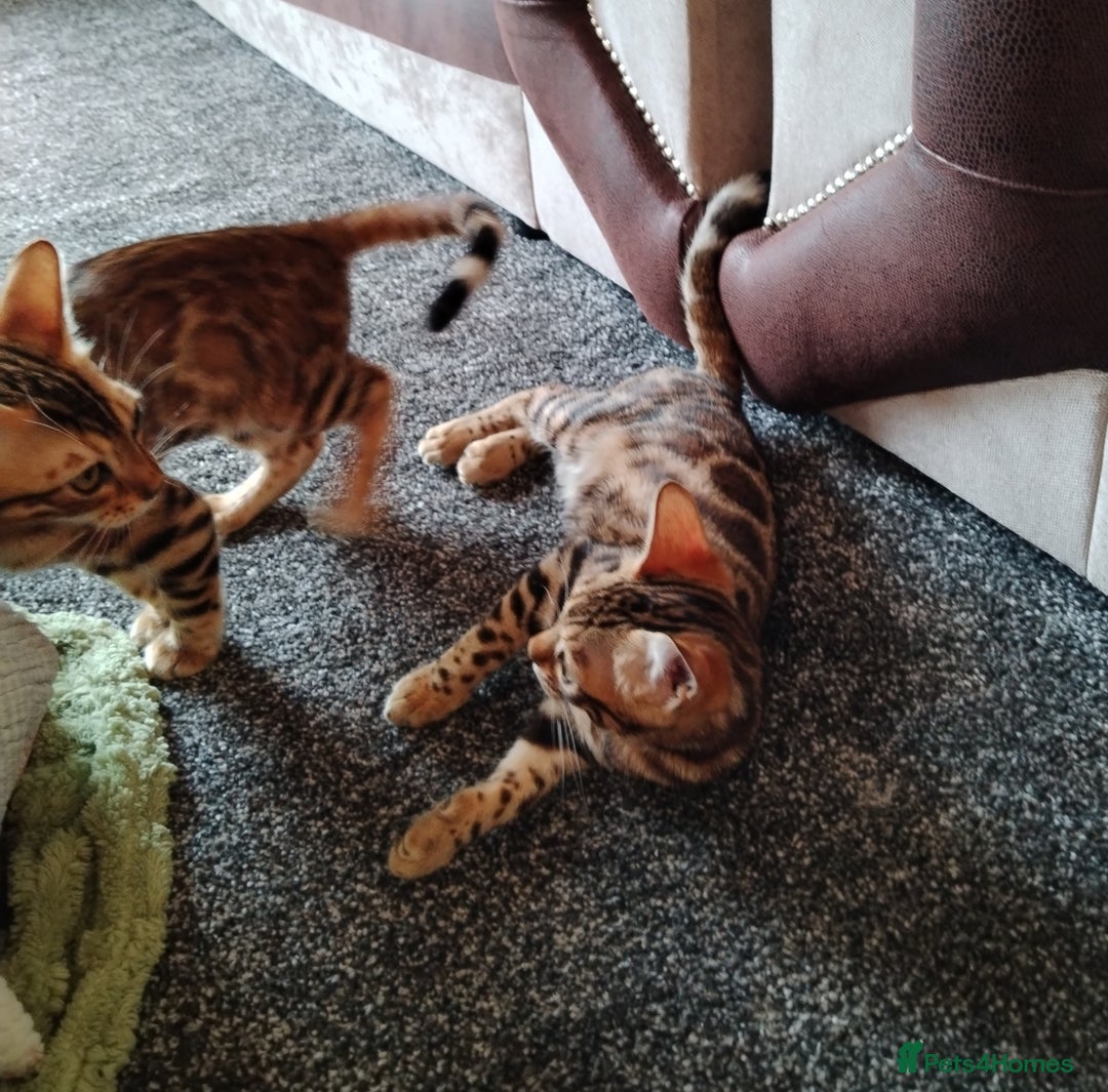 Bengal cats for sale: Bengals high guality kittens ready for new home  - Advert 3