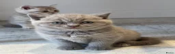 British Shorthair cats for sale: STUNNING LILAC TICKED TABBY GCCF FEMALE KITTENS  - Advert 8