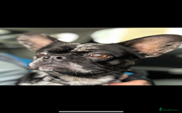 French Bulldog dogs for sale: Rare Blue merle French Bulldog  - Image 3