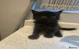 Domestic Shorthair cats for sale: Fluffy black kittens  - Image 7