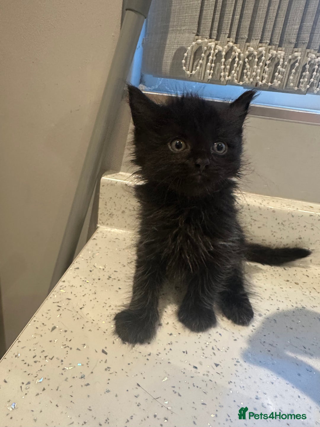 Domestic Shorthair cats for sale: Fluffy black kittens  - Image 7