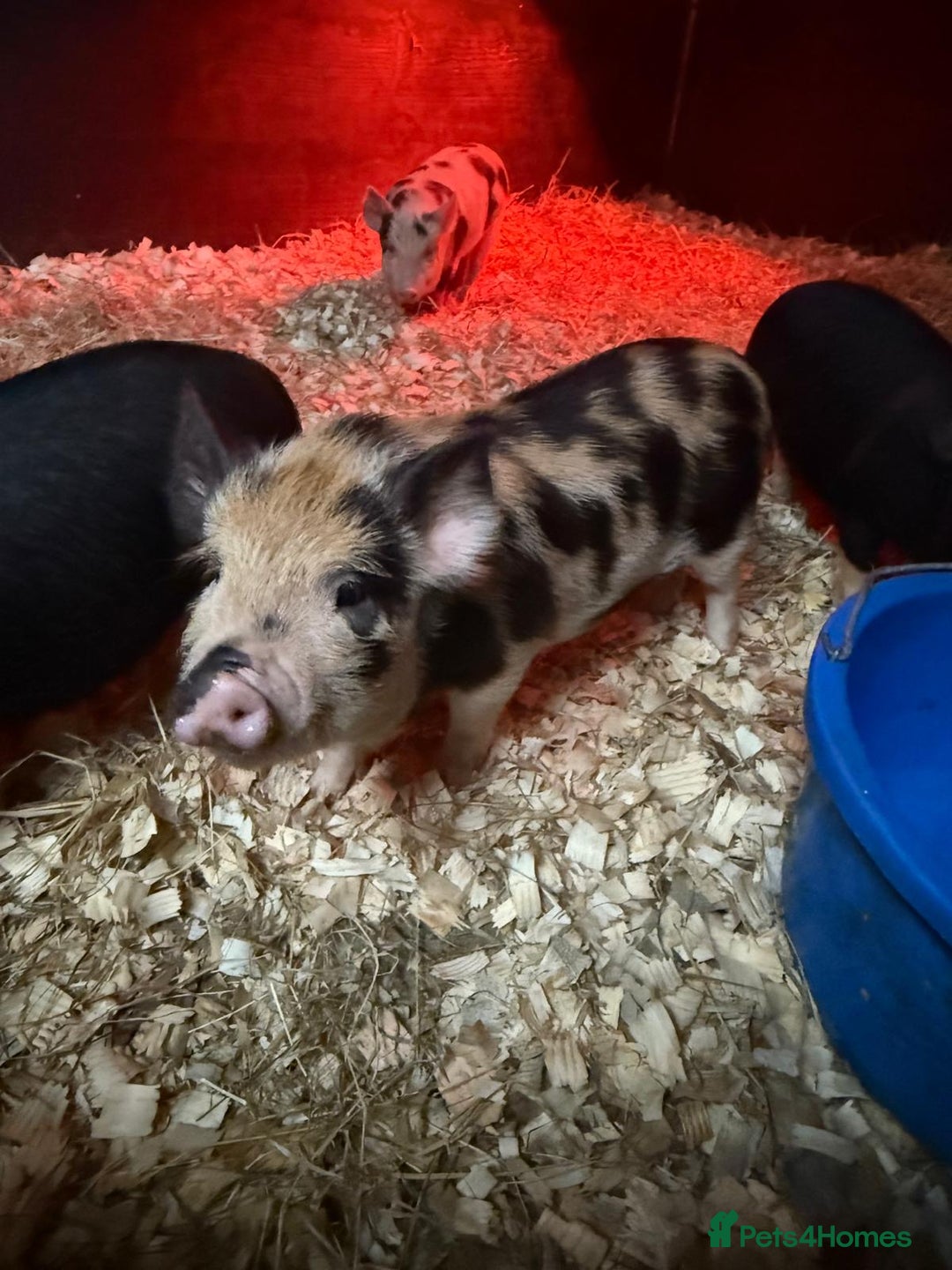 Pig livestock for sale: micro pigs - Image 8