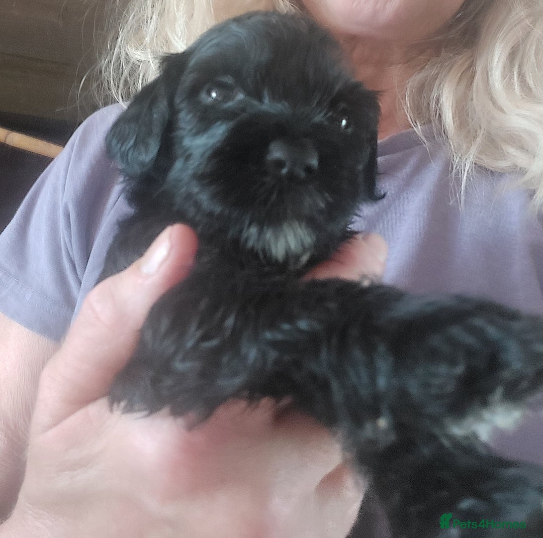 Portuguese Water Dog dogs for sale: Portuguese Water Dog pups in York - Image 6