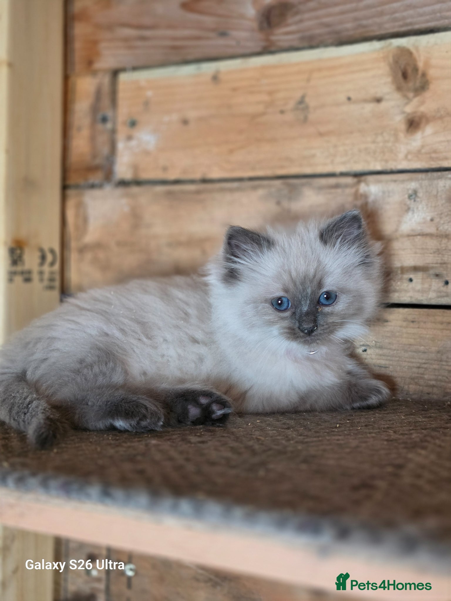 Ragdoll cats Stunning  full Ragdoll kitten ready to go  - Advert 2