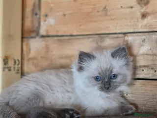 Ragdoll cats Stunning full Ragdoll kitten ready to go - Advert 1