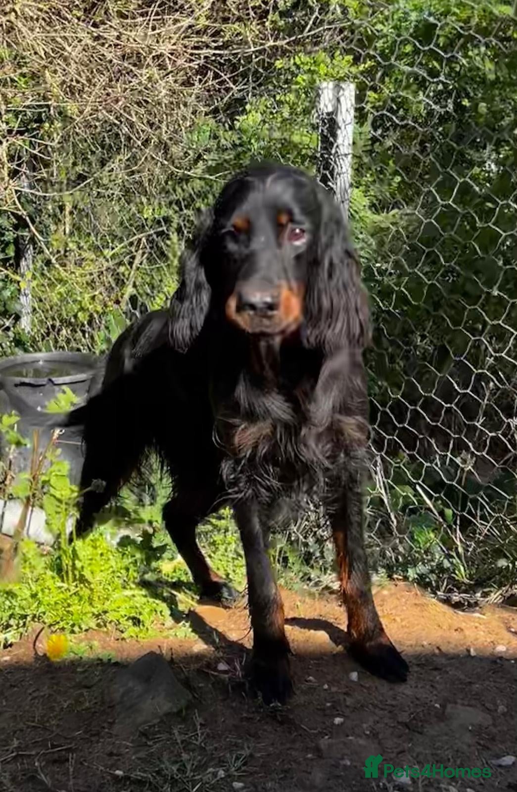 Gordon Setter dogs Aillen - Advert 3